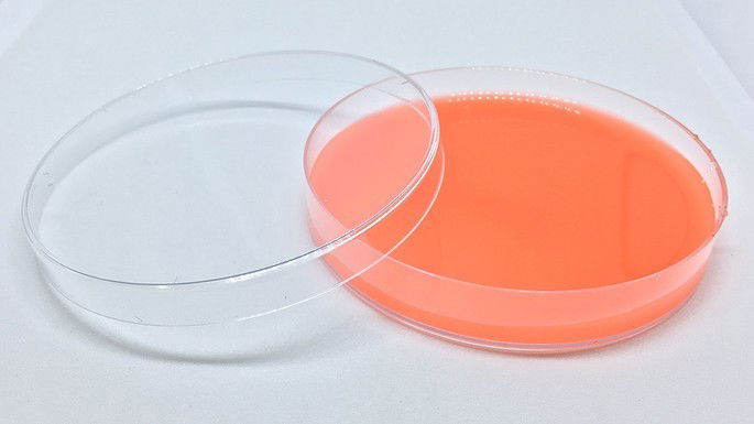 vidraria de laboratório placa de petri