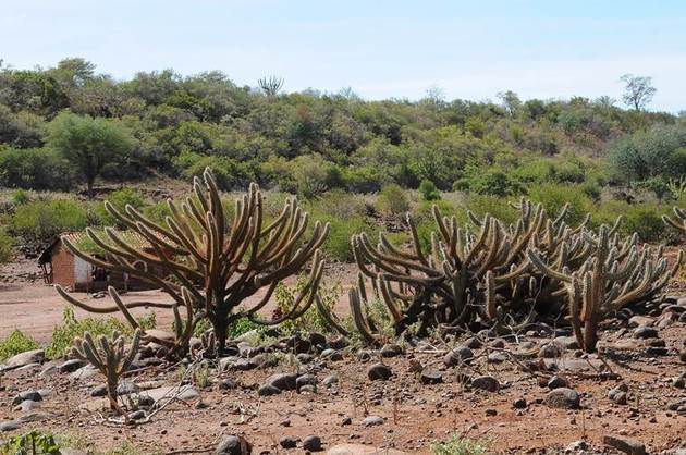 Flora da caatinga 25 plantas do bioma Toda Matéria